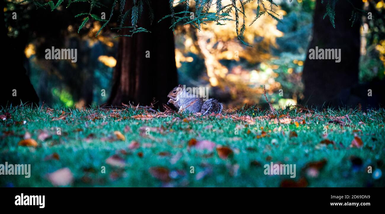 Squirrel eats nuts Stock Photo