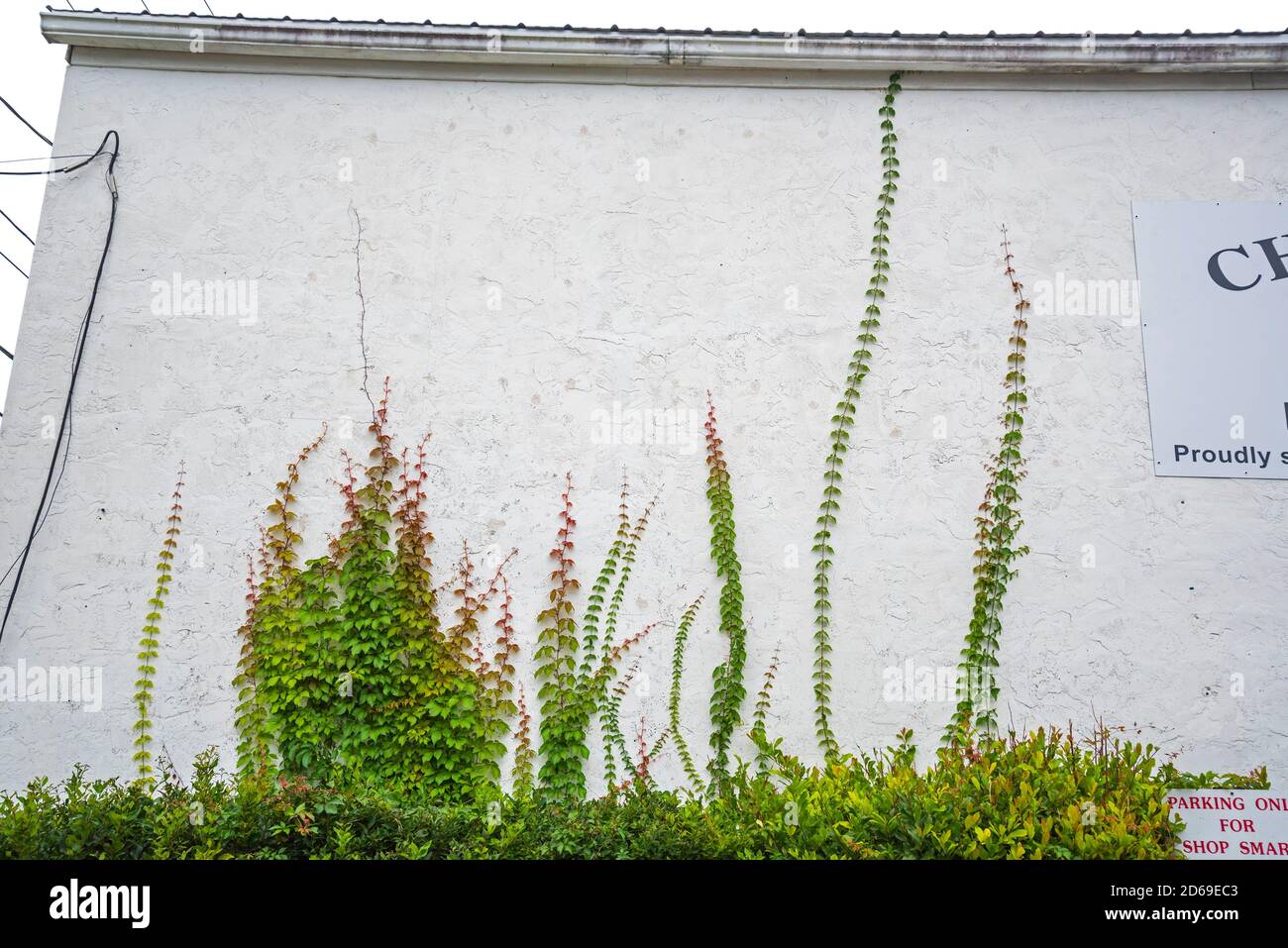 Vines growing up the outside wall of a building in North Florida. Stock Photo