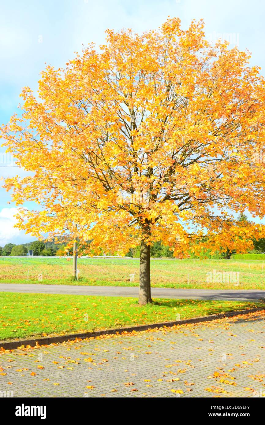 perfect maple tree in autumn Stock Photo