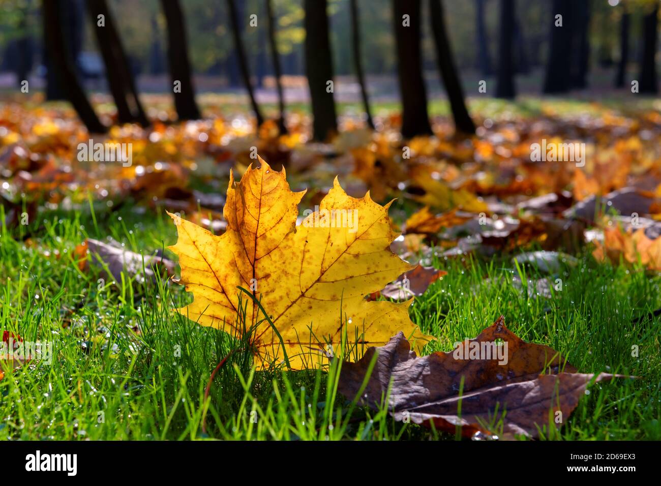 Yellow color maple leaves autumn background. Stock Photo