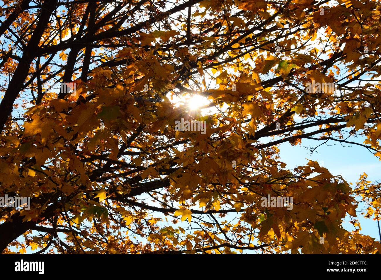 perfect maple tree in autumn Stock Photo