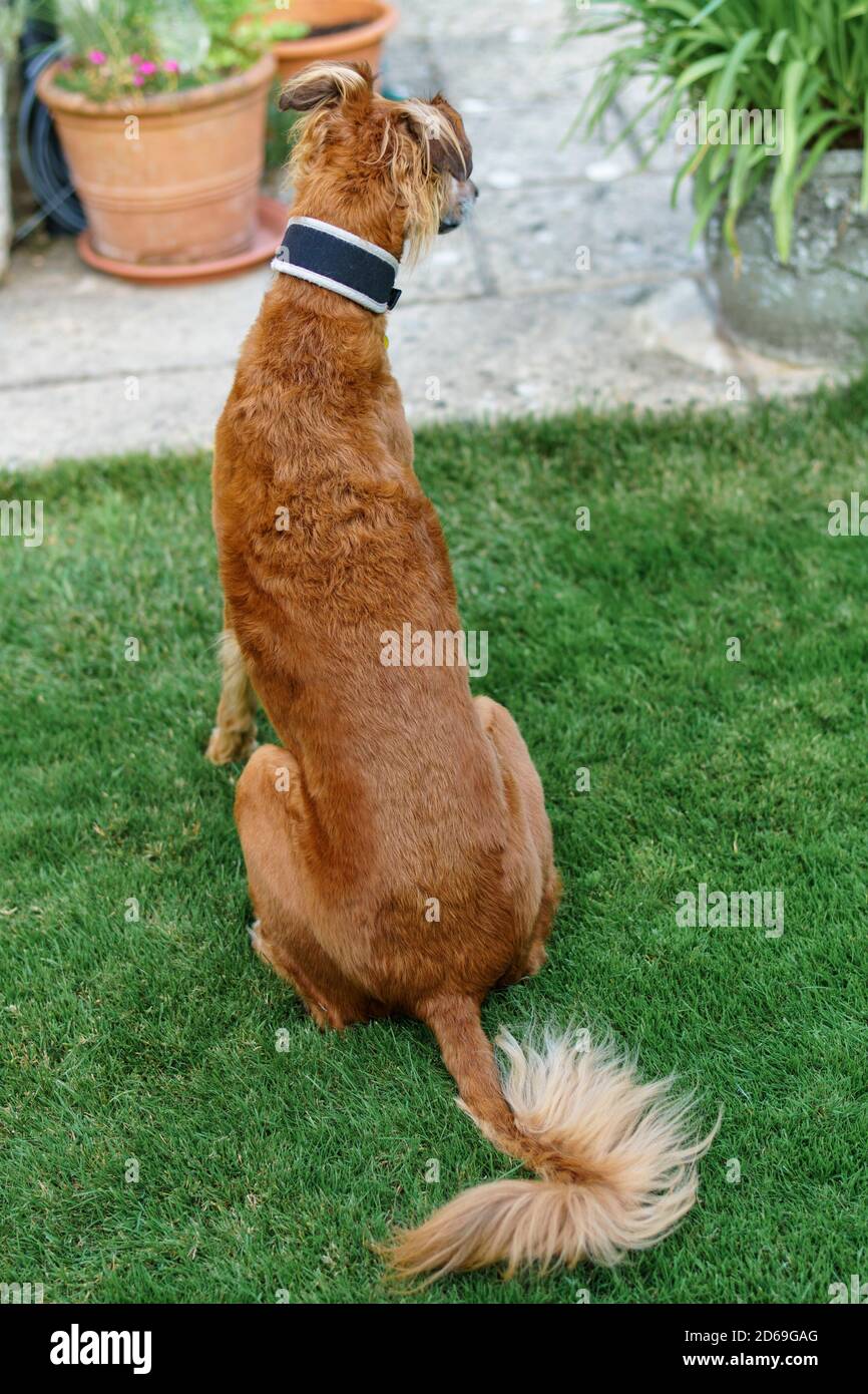 Saluki greyhound cross lurcher sitting on the lawn in a garden