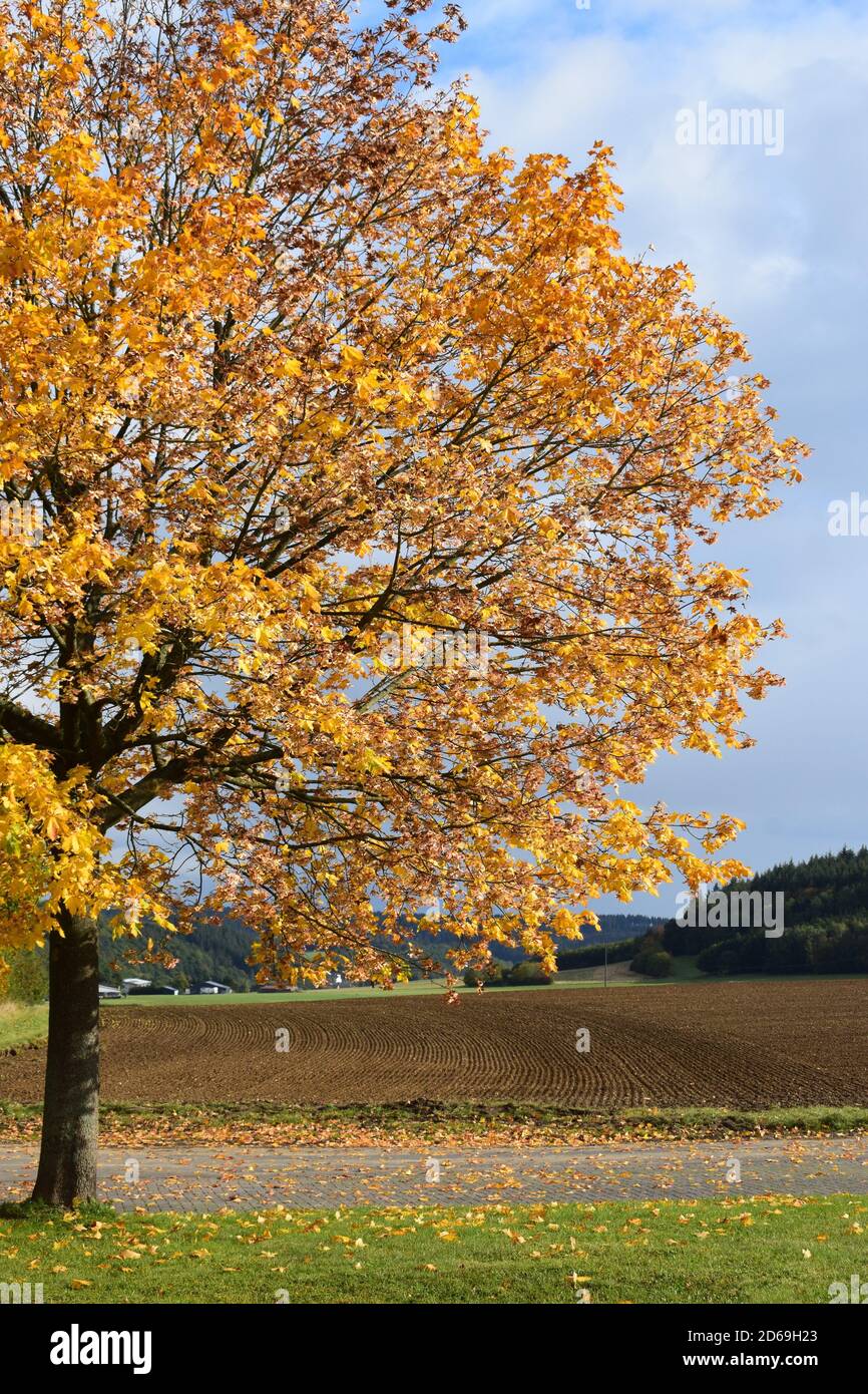 perfect maple tree in autumn Stock Photo