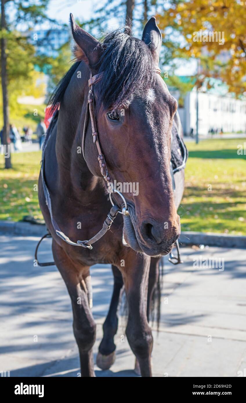 Beautiful horse in harness stands in the park Stock Photo
