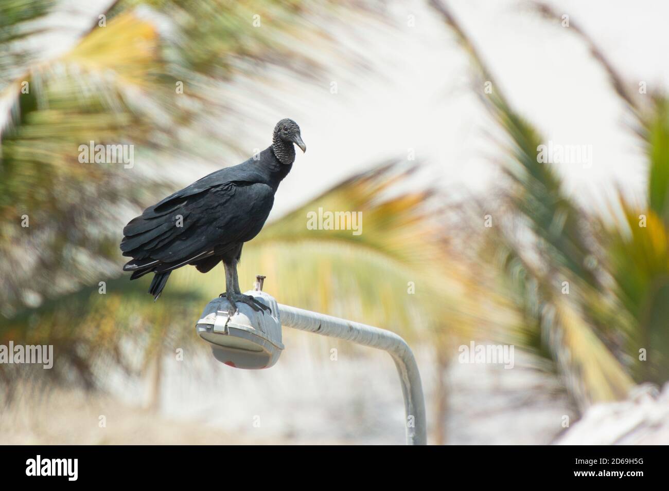 American Black Vulture (Coragyps atratus) is found commonly in many area of Peru and here on the coast of northern Peru Stock Photo