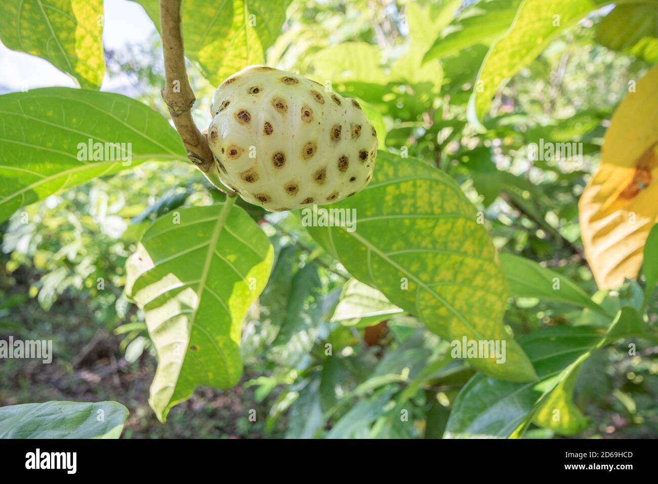 Fruit on the Noni tree (Morinda citrifolia) - it has a strong not-so-pleasant smell and is seen growing here in Peru. Stock Photo