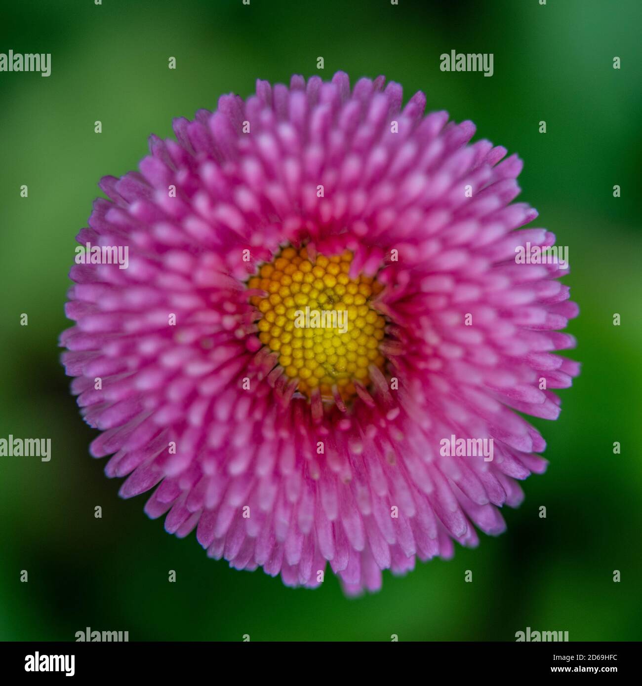 pink flower with yellow middle on a blurred green background Stock Photo
