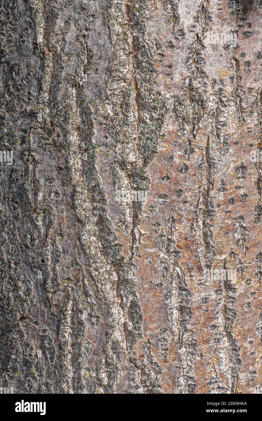 Bark of Crimean Linden (Tilia x Euchlora) Stock Photo