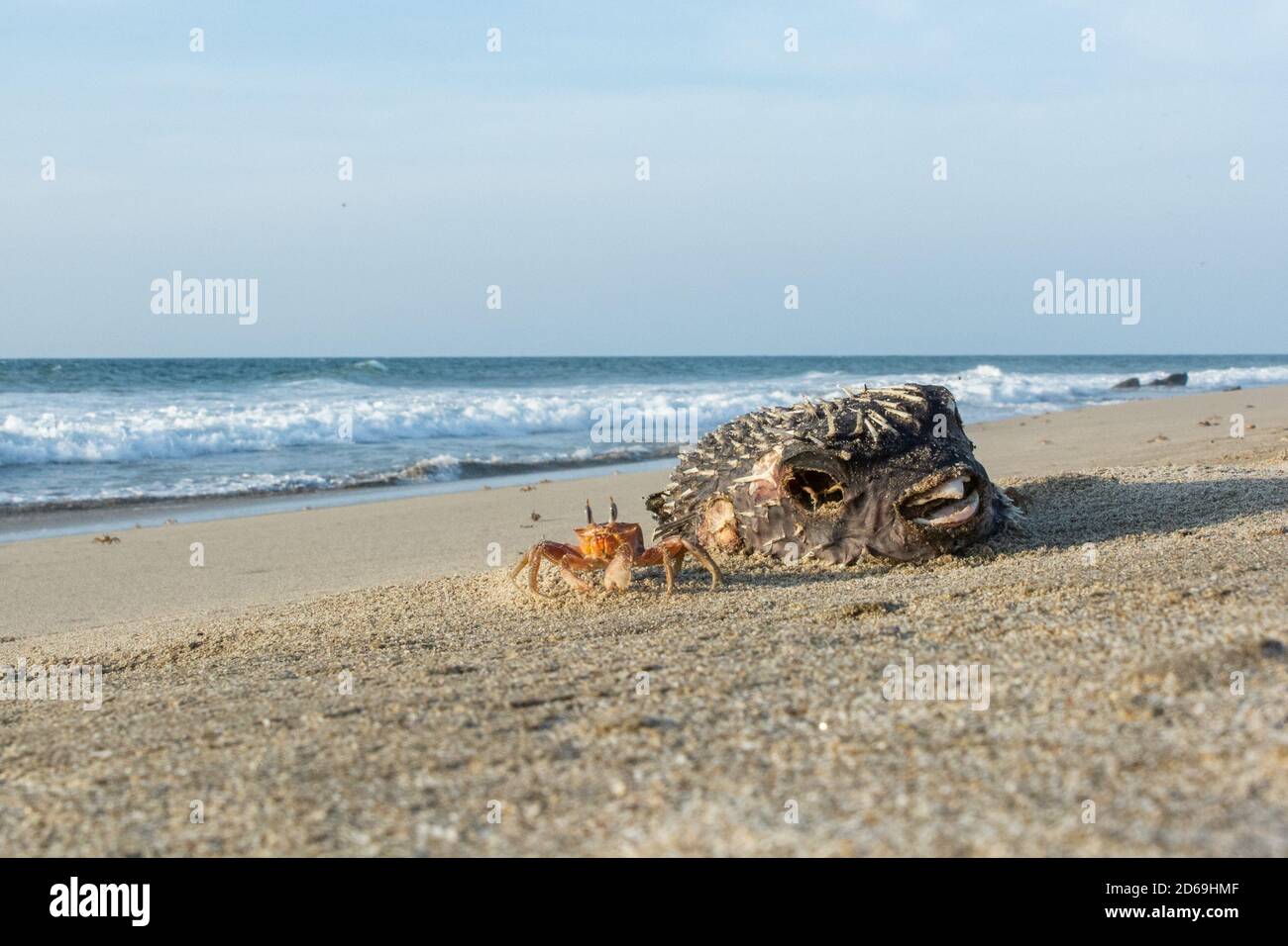 Painted Ghost Crab (Ocypode gaudichaudii), found on the beaches of northern Peru, digs holes in the beach and retreats into these as threats approach. Stock Photo