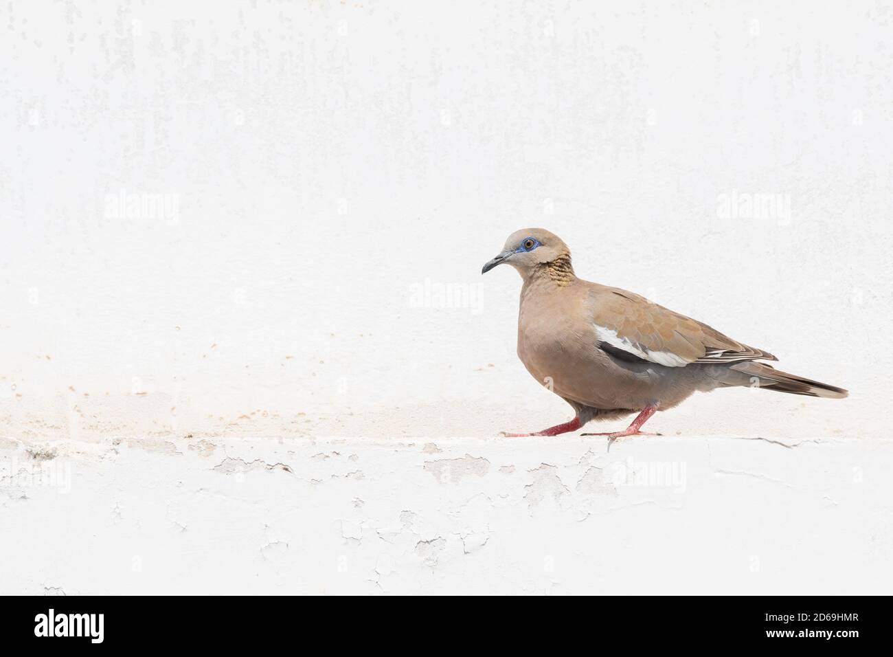 Known locally as the Cuculí because of the coo-ing call it makes, the Western Peruvian dove seen here on the coast of northern Peru Stock Photo