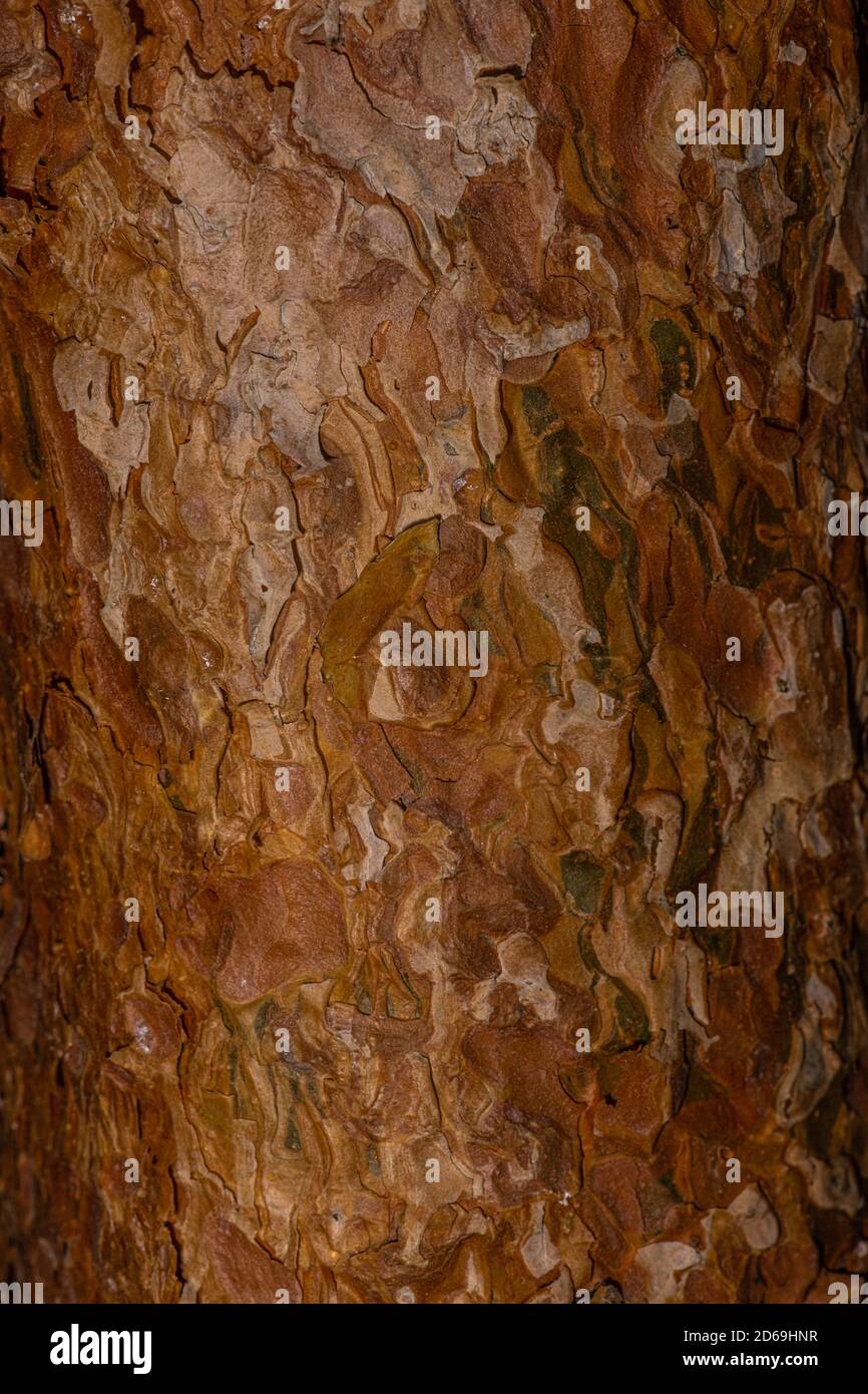Bark of Dwarf Scots Pine (Pinus sylvestris 'Glauca Nana') Stock Photo