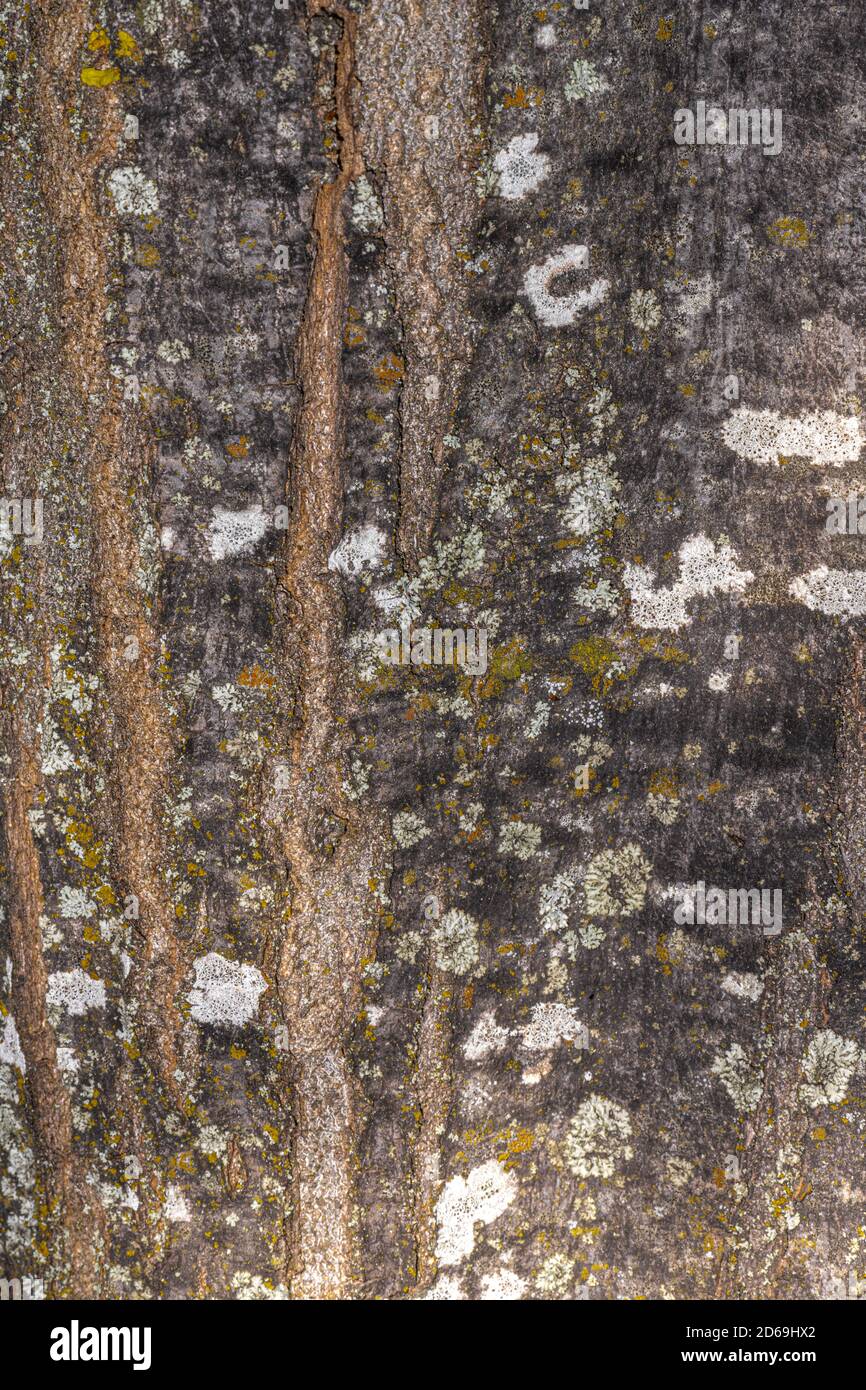 Bark of Pyramidal European Hornbeam (Carpinus betulus 'Fastigiata') Stock Photo