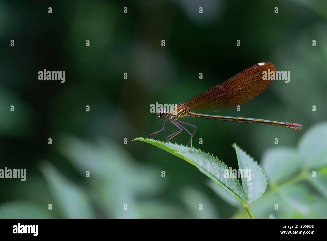 dragonfly resting on a tree leaf, under the sun rays Stock Photo - Alamy