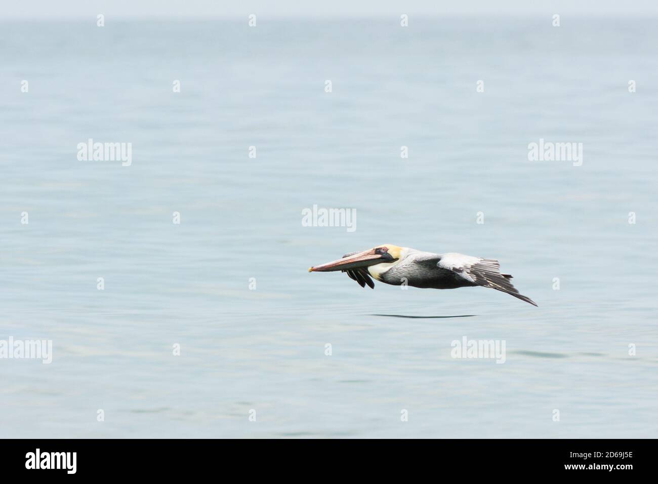 Pelican in flight low over the sea in northern Peru Stock Photo