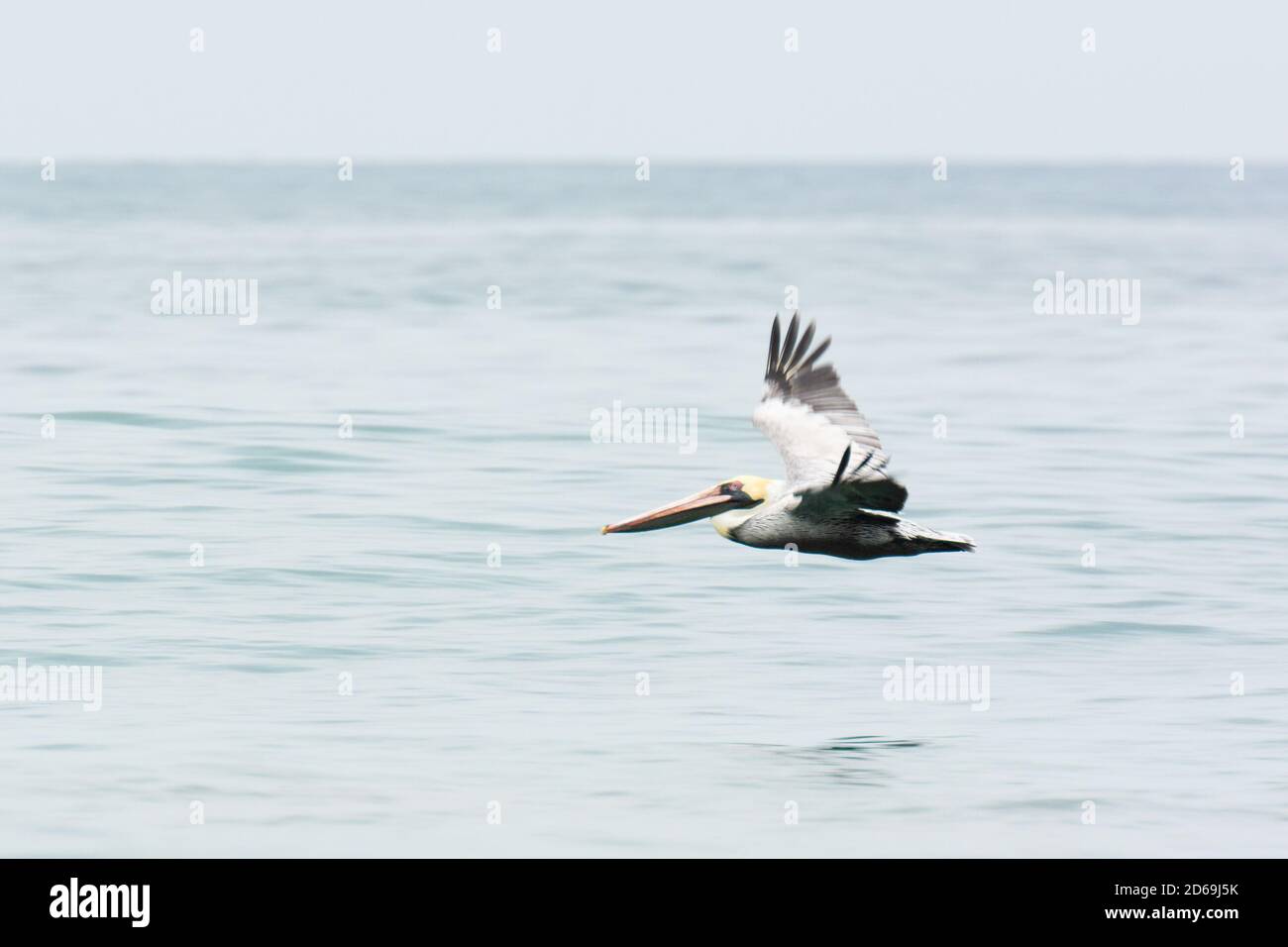 Pelican in flight low over the sea in northern Peru Stock Photo