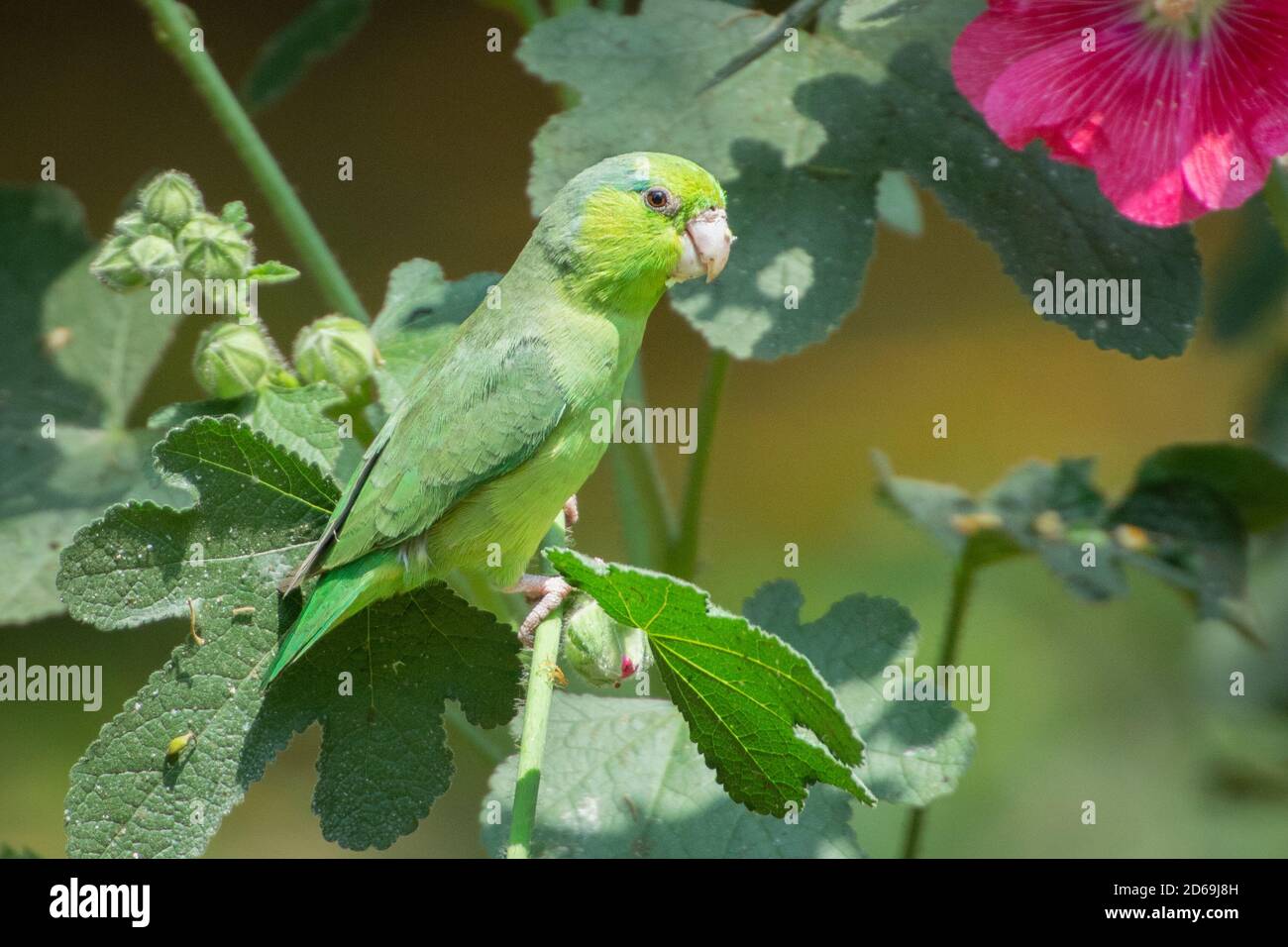 Pacific parrotlet (Forpus coelestis) found commonly in many areas of Peru and Ecuador and here on the coast of northern Peru Stock Photo