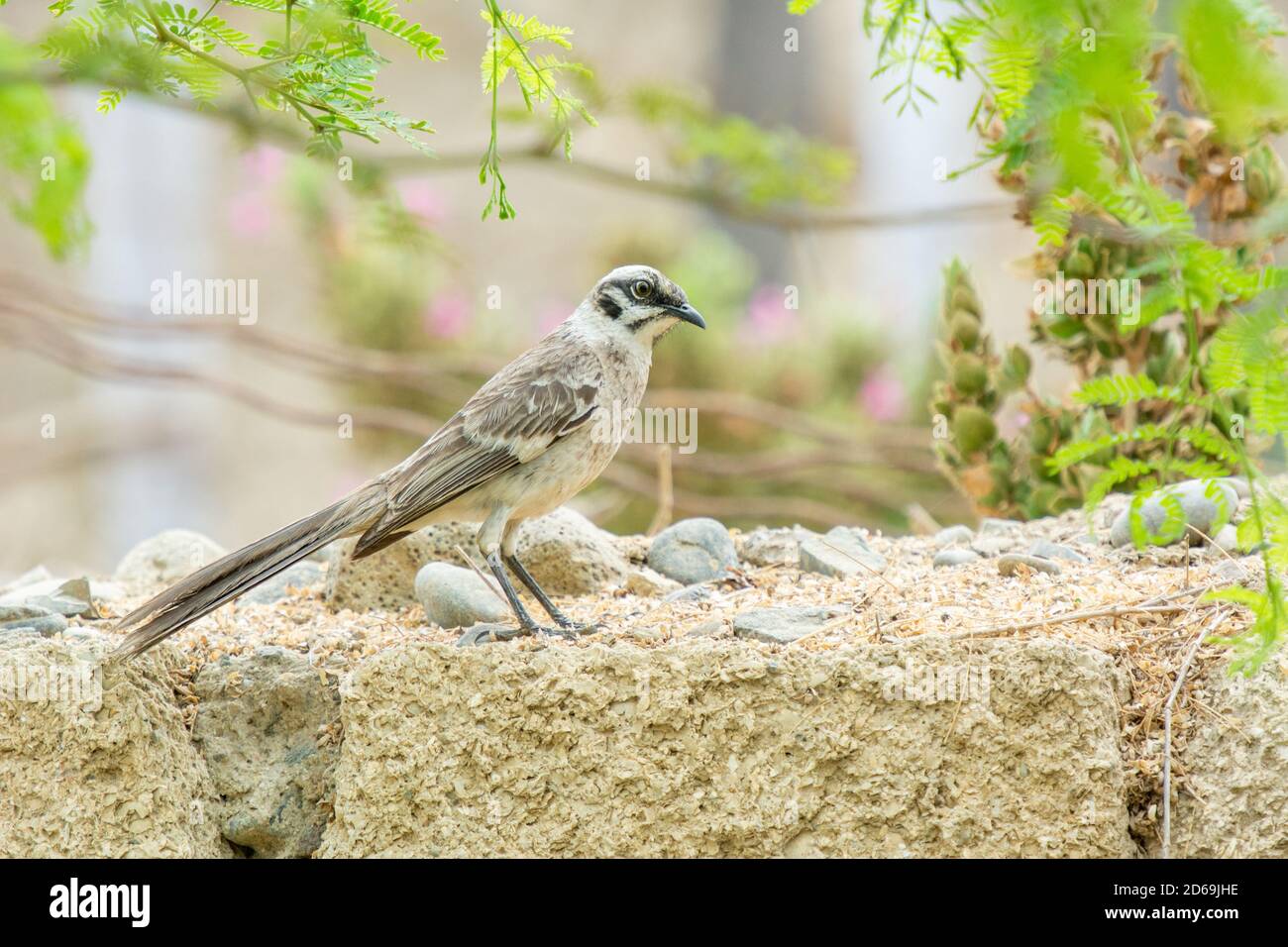 The long-tailed mockingbird (Mimus longicaudatus) found commonly in many areas of Peru and here on the coast of northern Peru Stock Photo