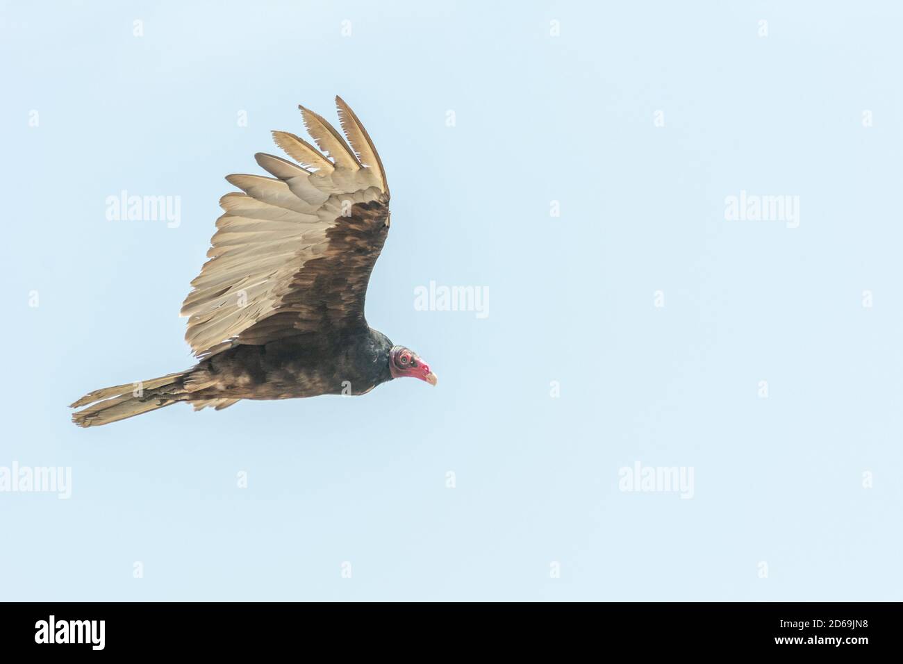 Turkey Vulture (Cathartes aura) found commonly in many areas of Peru and here on the coast of northern Peru Stock Photo