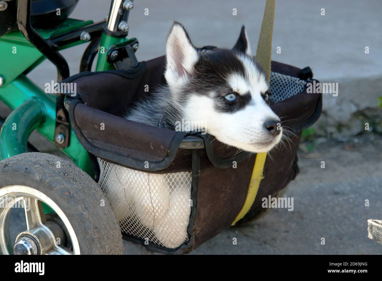 Husky tricycle shop