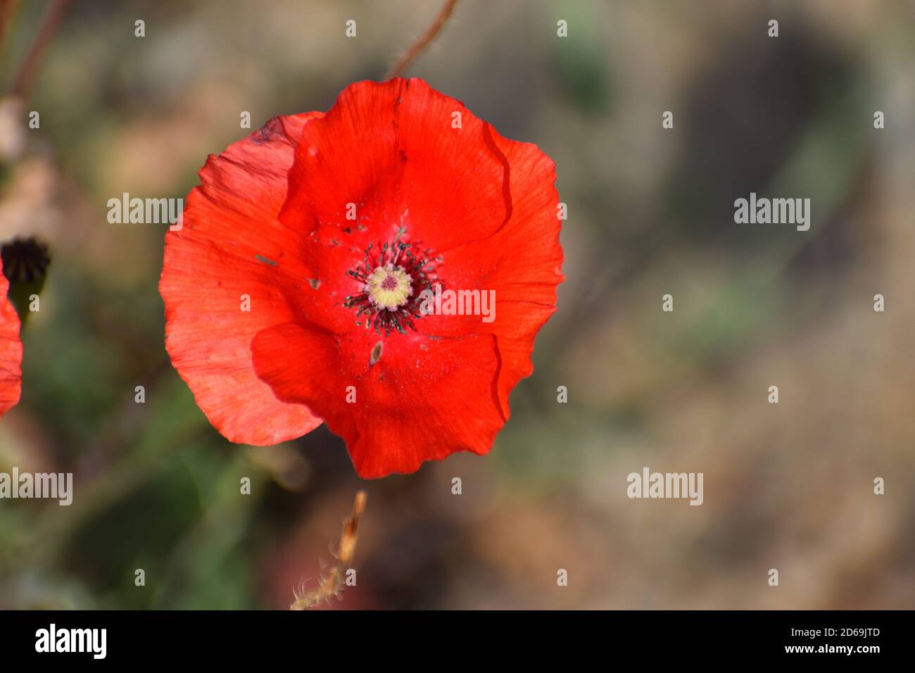 red poppy Stock Photo Alamy