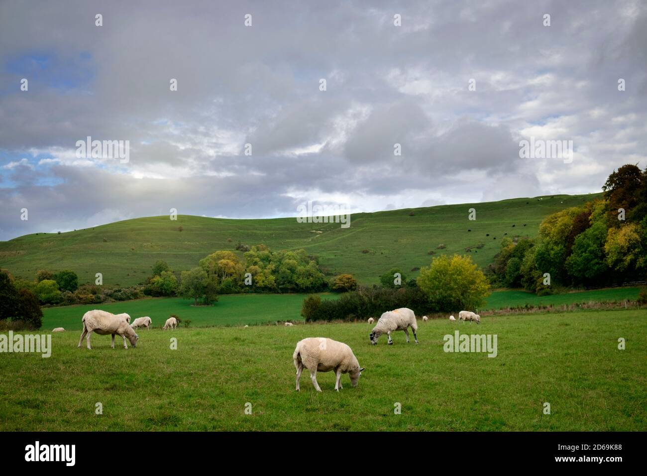 Sheep grazing at the bottom of Hambledon Hill Iron Age fort Dorset Stock Photo