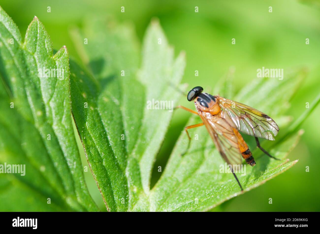 Laterally elevated close-up of a snipe fly (lat: Rhagio scolopaceus ...