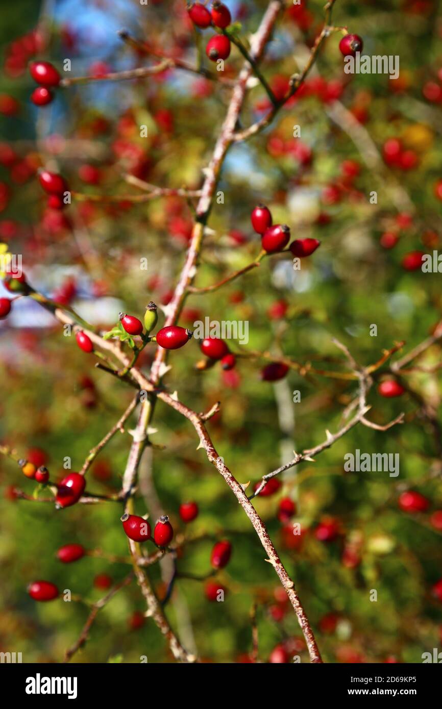 Wild fruits hi-res stock photography and images - Alamy