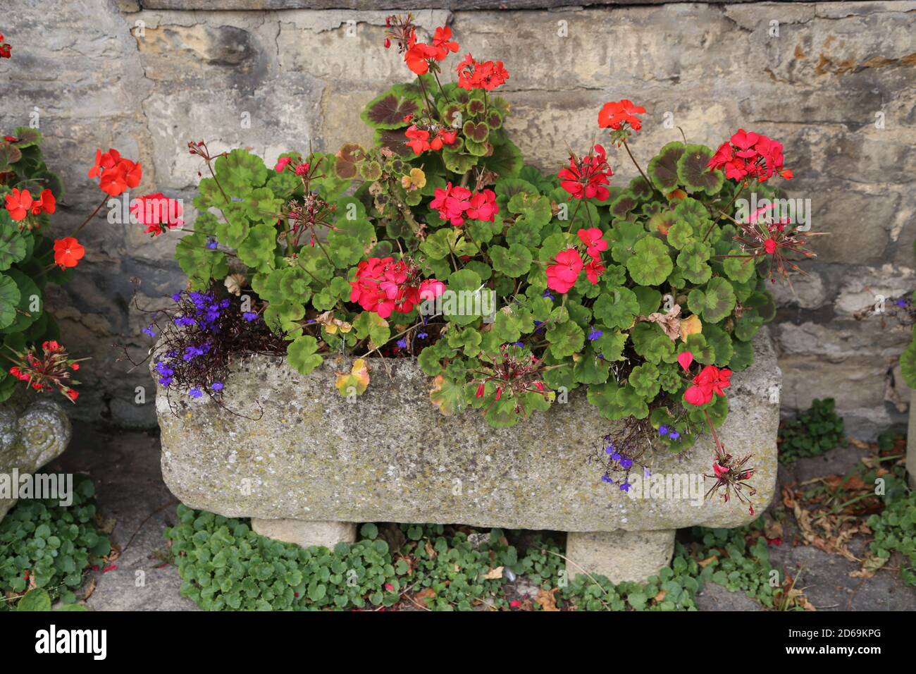Ivy geranium window boxes hires stock photography and images Alamy