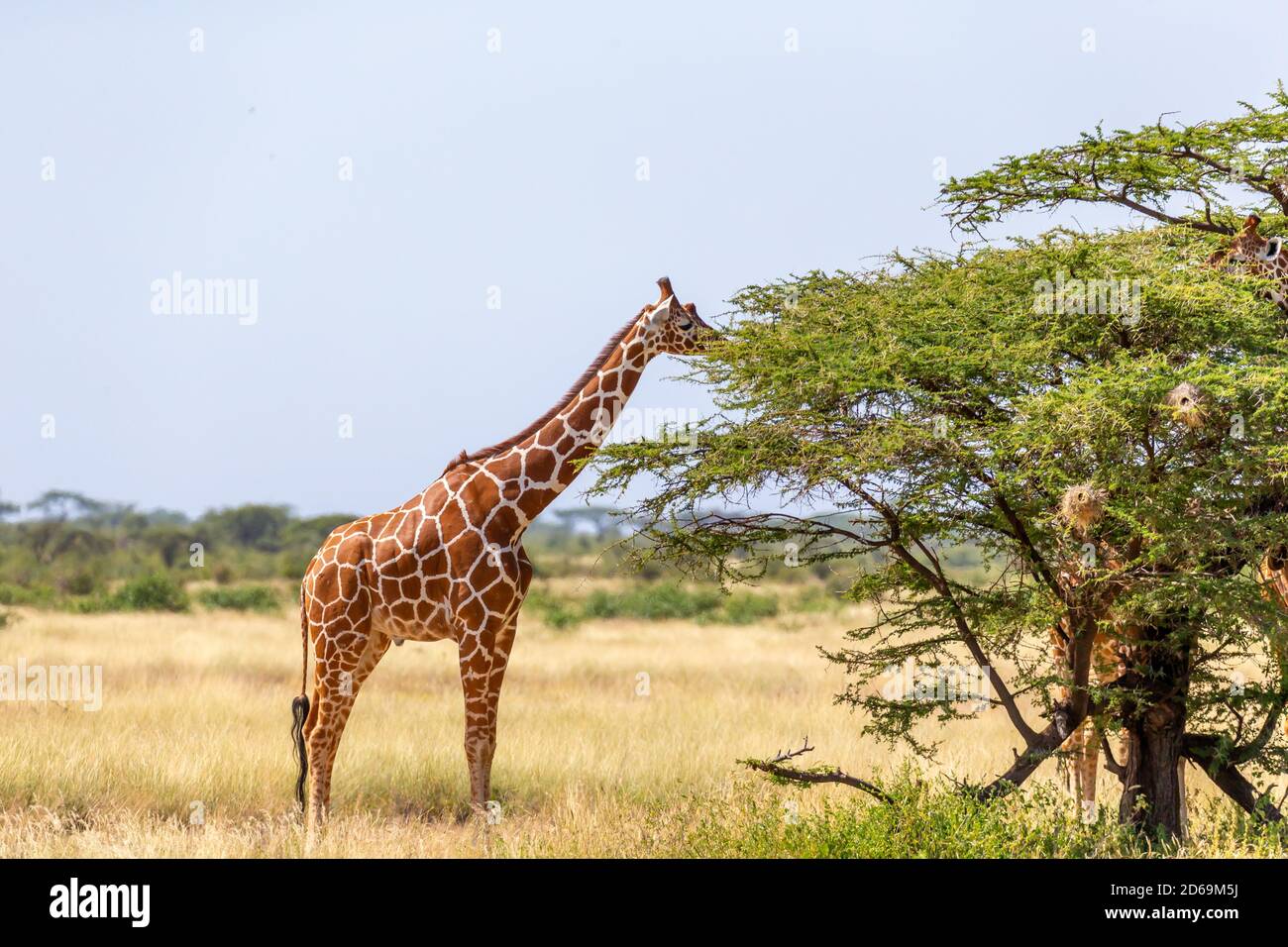 Жираф листья ветвей. Язык жирафа. Сетчатый жираф. Акация жирафа. Жираф самый высокий в мире животных.