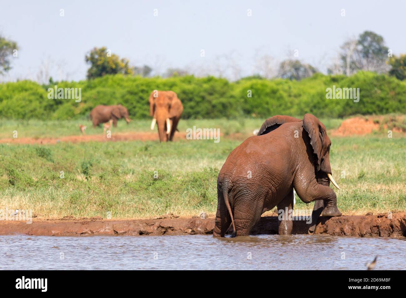 The red elephants bathe in a water hole in the middle of the savannah. Stock Photo