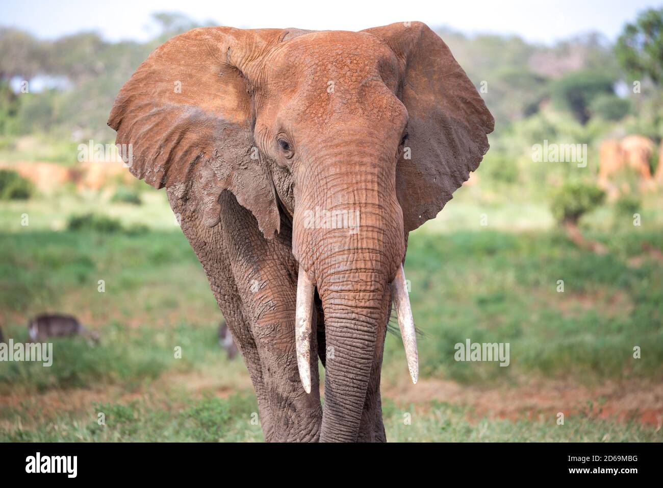 A face of a red elephant taken up close. Stock Photo