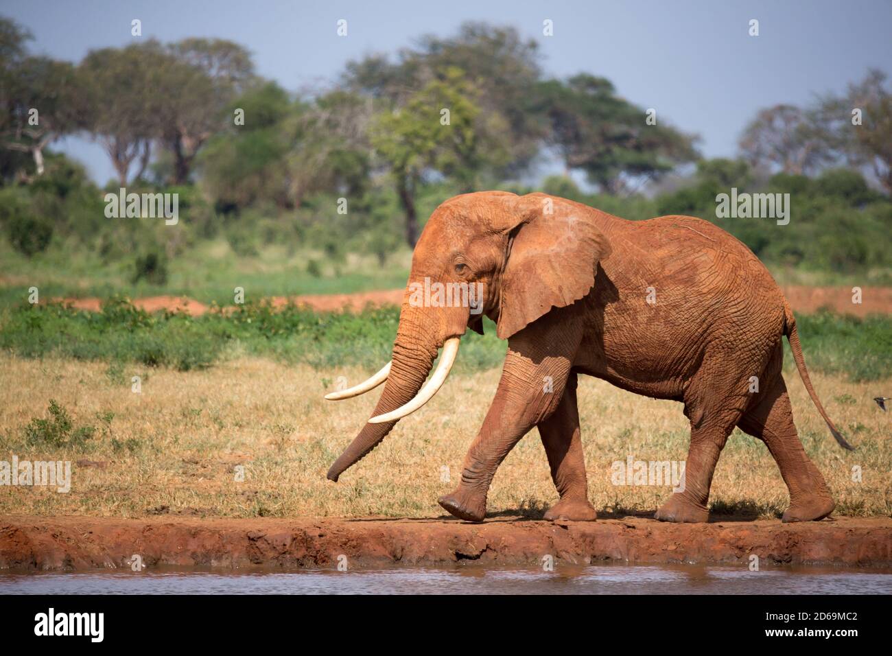 One big red elephant is walking on the bank of a water hole. Stock Photo