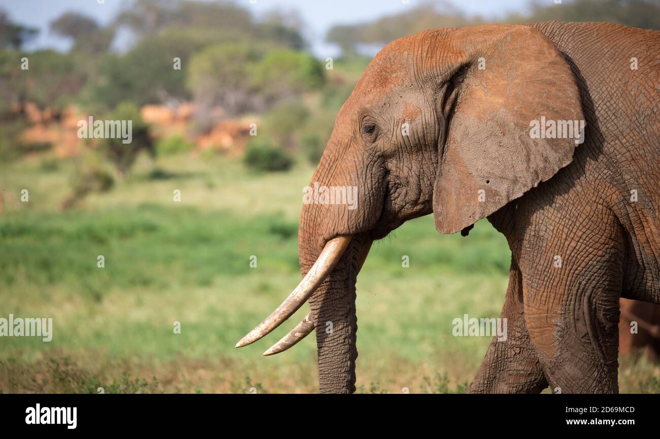 A face of a red elephant taken up close. Stock Photo