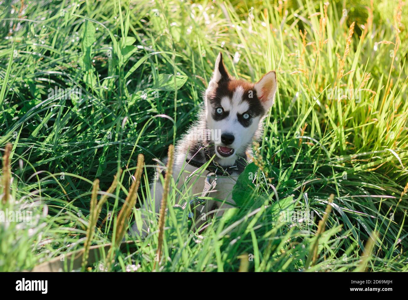 Little puppy of siberian husky playing on the grass Stock Photo - Alamy