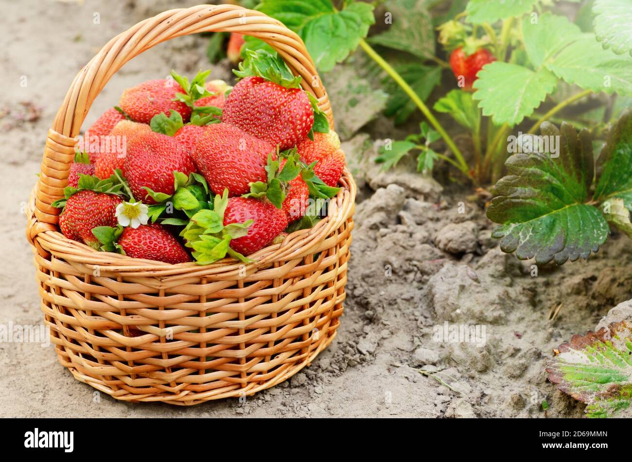 Strawberry Fool
