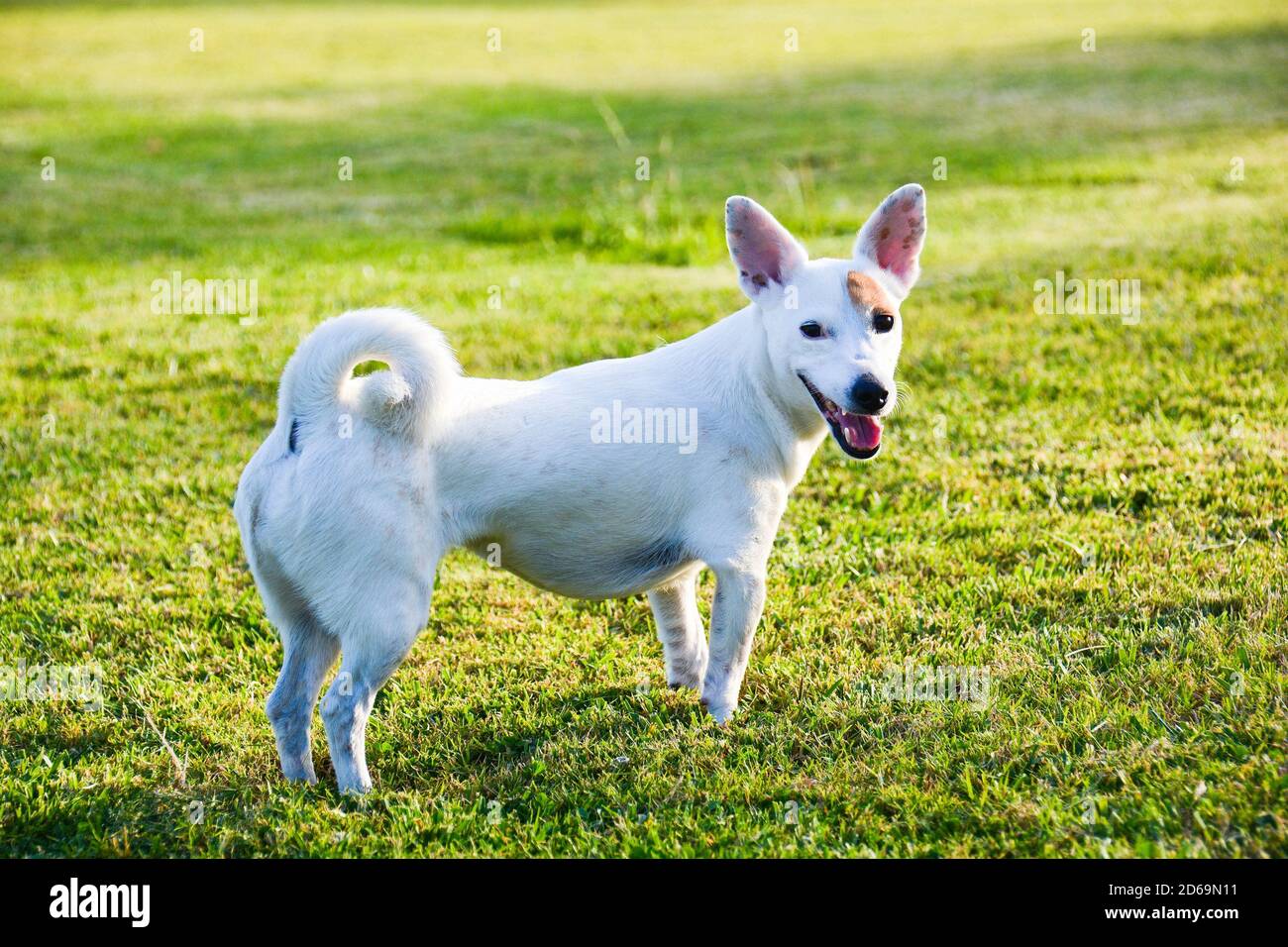 jack Russell dog free spirit Stock Photo Alamy