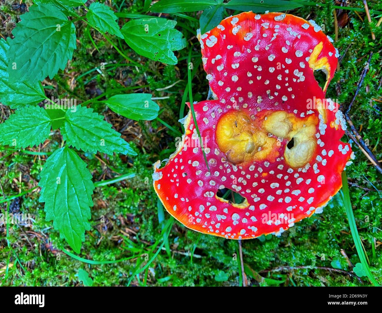 Red poisonous mushrooms in a beautiful forest. Stock Photo