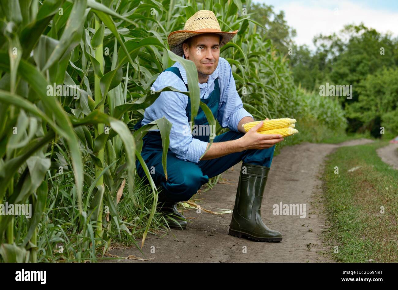 Middle age Farmer hold fresh organic corn cobs in his hands. Harvest