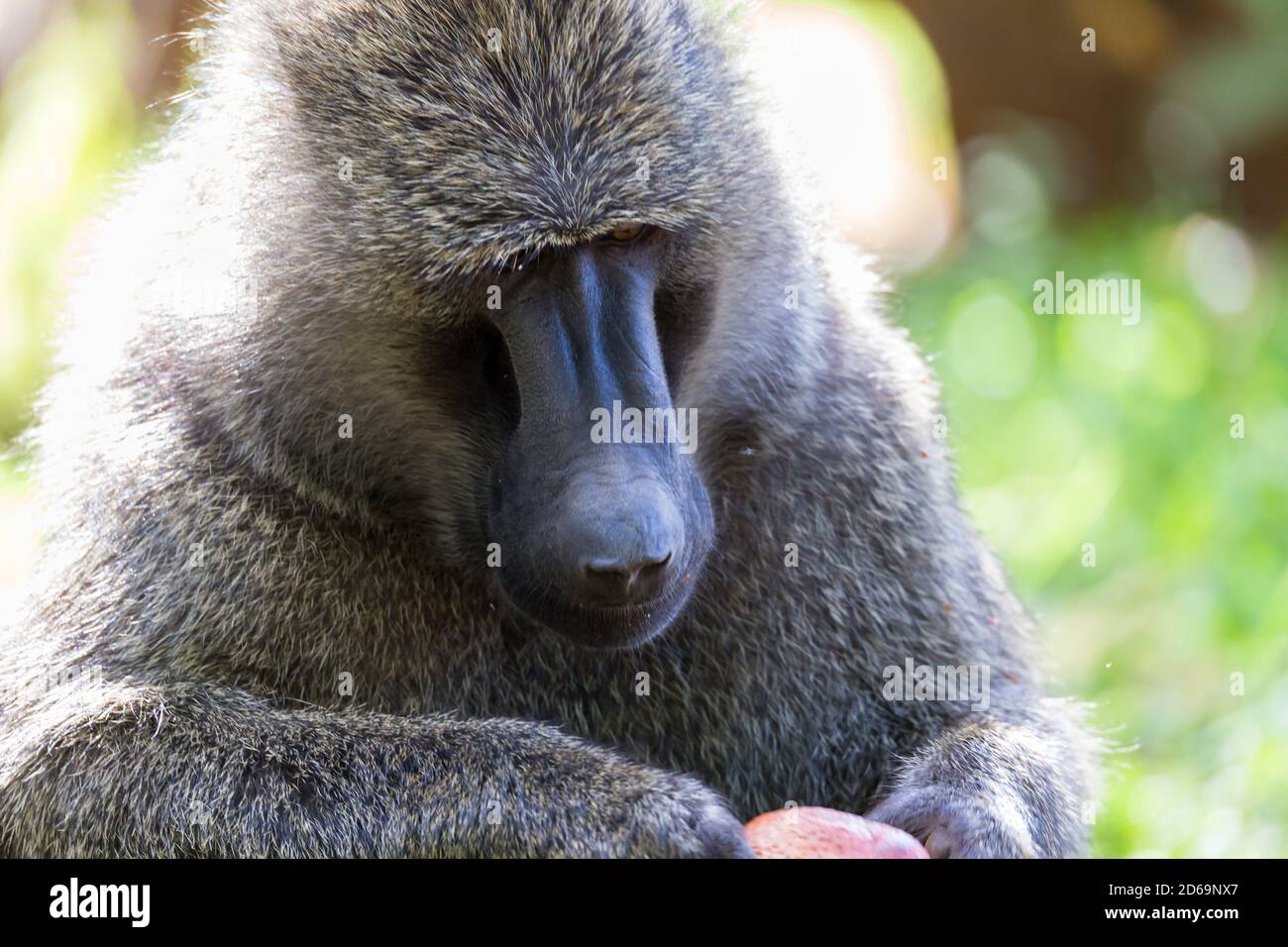 One big monkey plays with an apple. Stock Photo