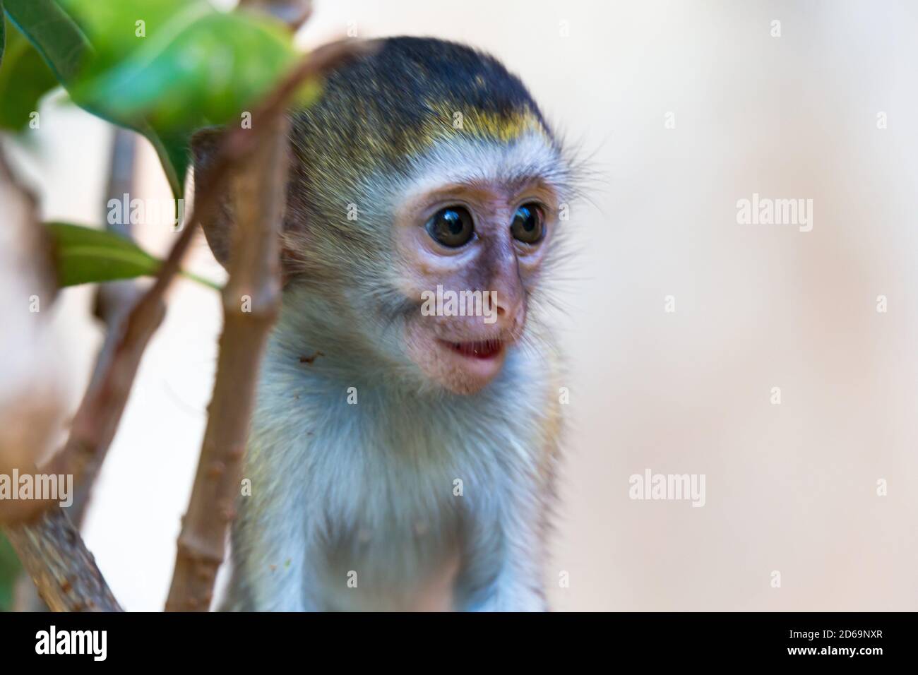 One little monkey sits and looks very curious Stock Photo - Alamy