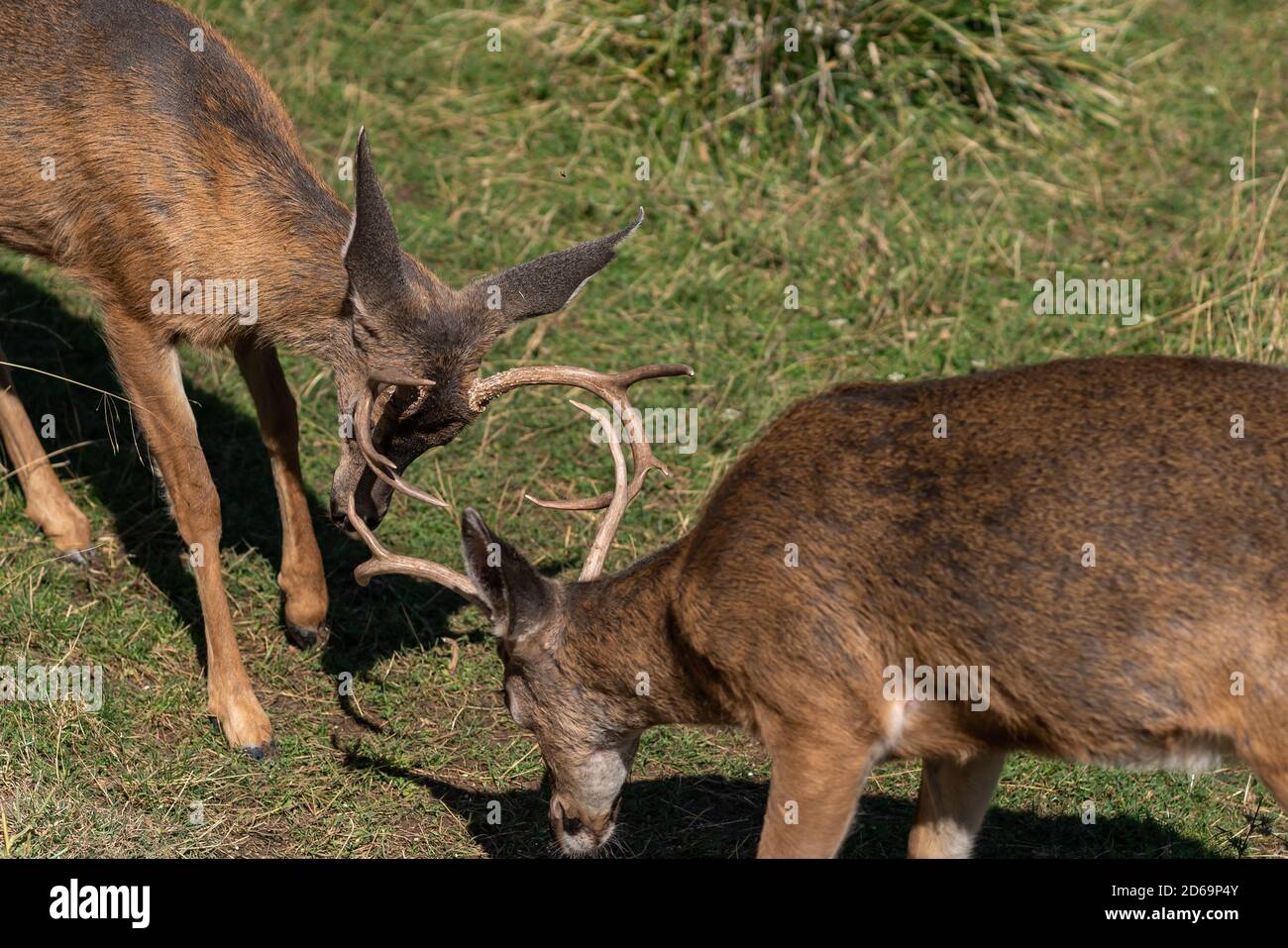 White-tailed Deer Bucks Sparring Locking Antlers. Oregon, Ashland, Cascade Siskiyou National Monument, Fall Stock Photo