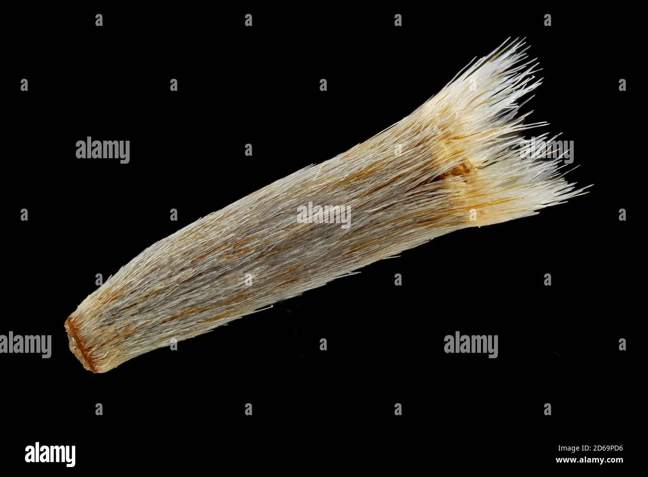 Carlina acaulis, Stemless carline thistle, Silberdistel, close up, seed (fruit), seed 3-4 mm long Stock Photo