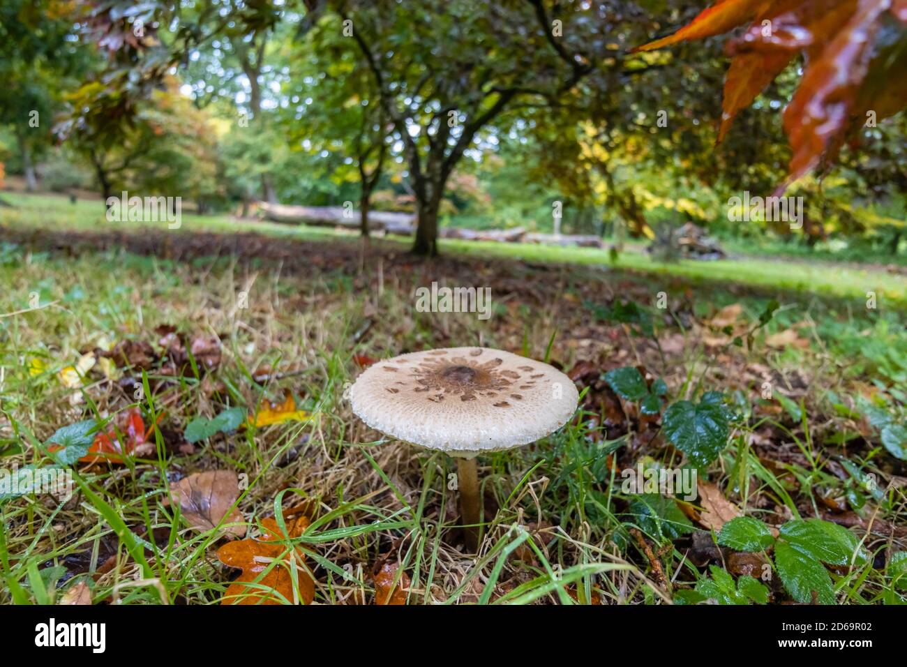 Parasol mushroom or shaggy parasol, (Macrolepiota procera or Chlorophyllum rhacodes) in deciduous undergrowth, Surrey, southeast England, in autumn Stock Photo