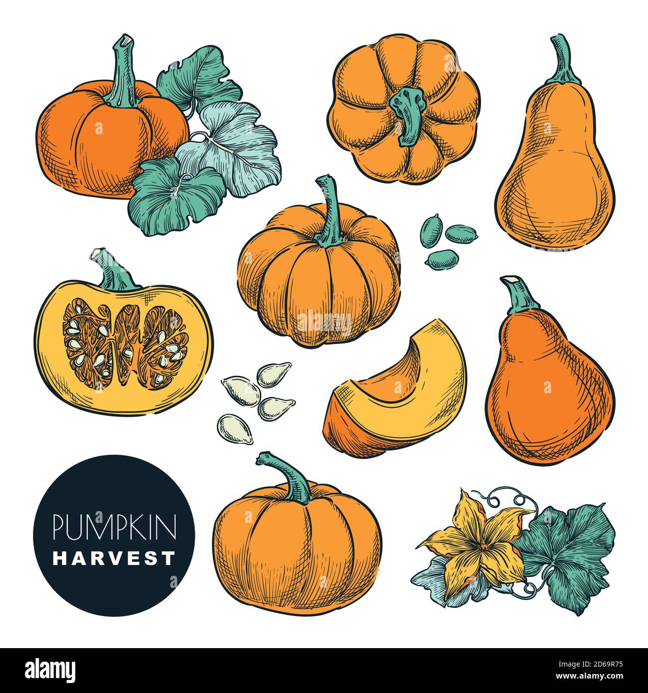 Whole pumpkins and pumpkin slices isolated on white background. Color sketch vector illustration. Autumn gourd harvest. Hand drawn agriculture and far Stock Vector