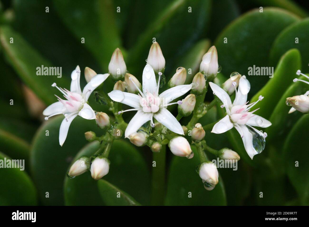 Jade-Pflanze 2er Set - Crassula Ovata Geldbaum | 15-25cm Höhe | ø12cm Topf