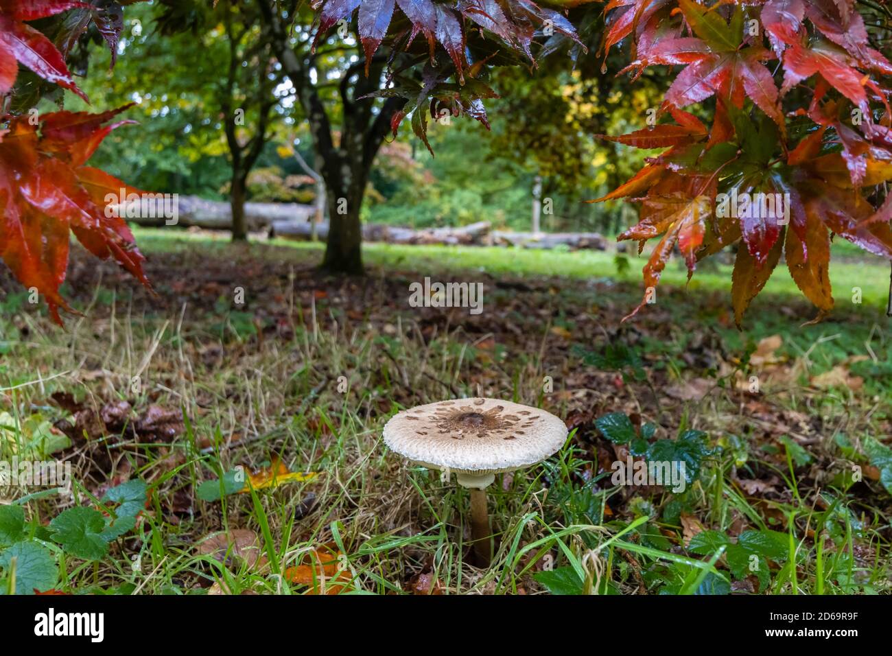 Parasol mushroom or shaggy parasol, (Macrolepiota procera or Chlorophyllum rhacodes) in deciduous undergrowth, Surrey, southeast England, in autumn Stock Photo
