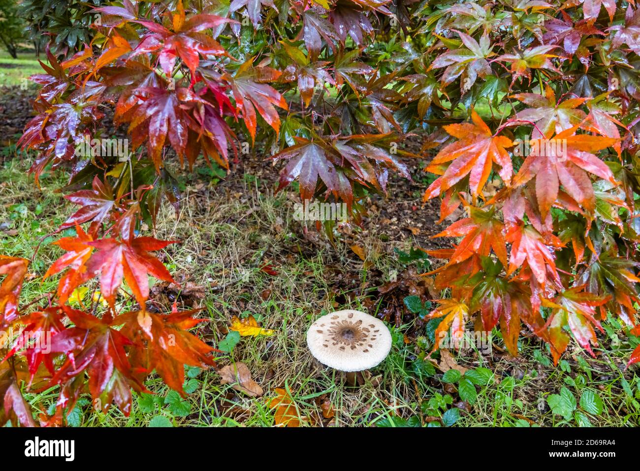 Parasol mushroom or shaggy parasol, (Macrolepiota procera or Chlorophyllum rhacodes) in deciduous undergrowth, Surrey, southeast England, in autumn Stock Photo