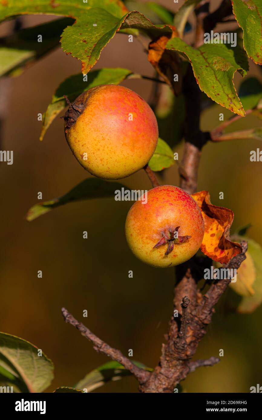 Crab Apples ready to pick Stock Photo - Alamy