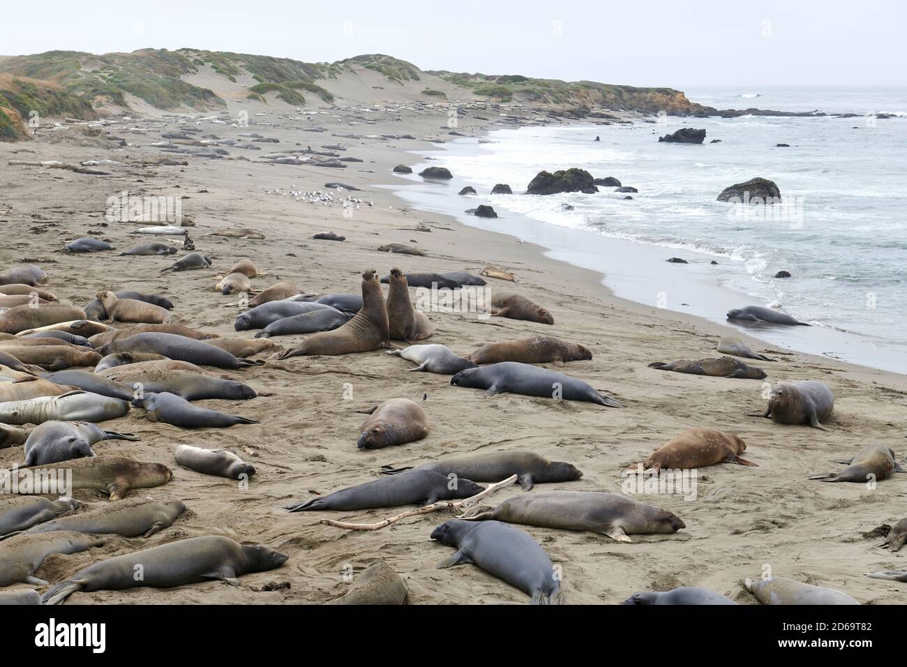 Elephant Seals, San Simeon, California, USA Stock Photo