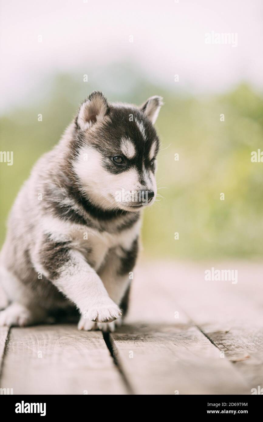 7 week old husky